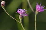 Tall ironweed